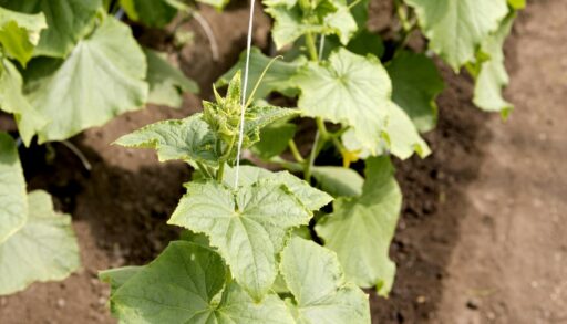 Рассада огурцов