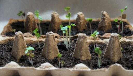 Рассада в питательном грунте