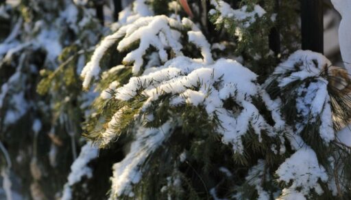 Во вторник в Тюмени ожидается похолодание и сильный ветер
