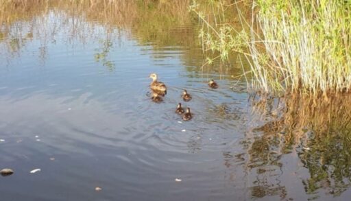 В Тюмени Утиный карьер очистят до конца лета