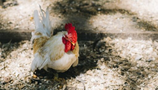 курица в курятнике