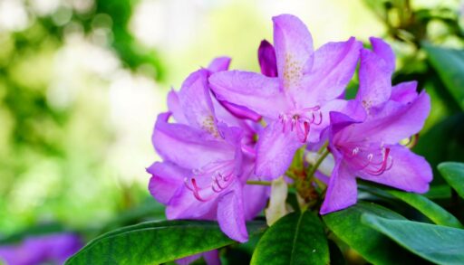 Растение рододендрон