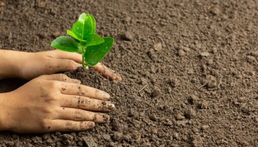 руки сажают росток