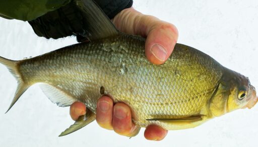 Необычное резюме: житель Ялуторовска предлагает услугу «Трезвый рыбак»