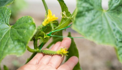 завязи огурцов лежат на руке