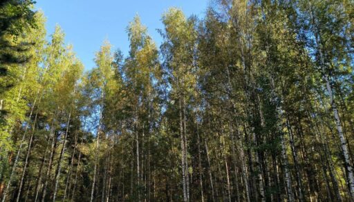 С 5 апреля тюменцам запретят ходить в лес