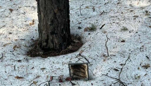 Под Тюменью обнаружено кладбище домашних животных