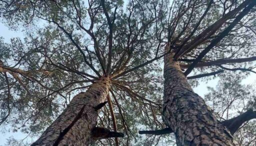 Названы городские леса, которые запретят посещать тюменцам