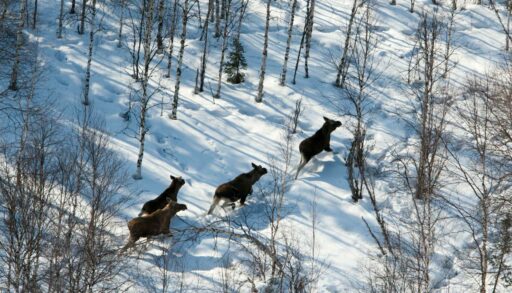 В Тюменской области за неделю выявили три нарушения правил охоты