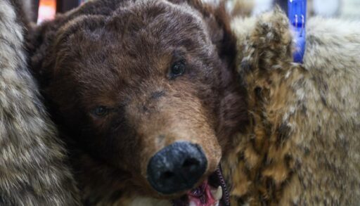 В Тюменской области на дорогах за год погибли 88 диких животных