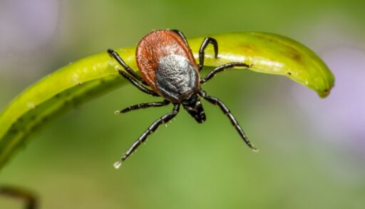 Насекомое клещ на травинке