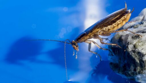 Насекомое таракан на синем фоне