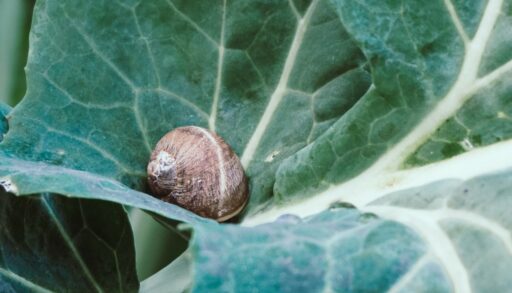 улитка на капусте