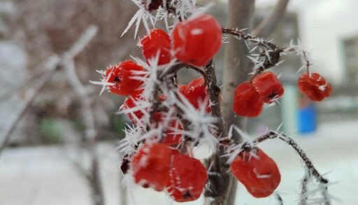 В среду в Тюмени будет прохладно и ветрено