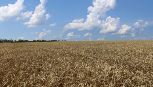 Научные эксперты рассказали о последствиях изменения климата в Тюменской области