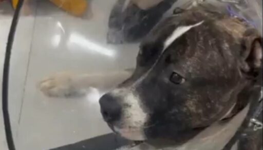 Тюменец изрезал своего пса и бросил умирать в лесу