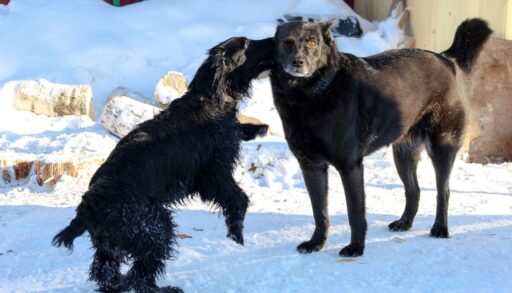 В Тюменской области не одобрили законопроект об эвтаназии бродячих животных