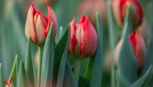 В Тюменской области перед 8 марта резко подскочат в цене тюльпаны