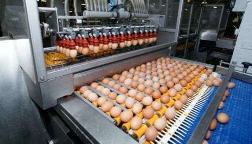 Тюменские власти хотят продать птицефабрику "Боровская"