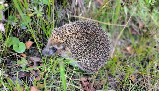 дикий ежик