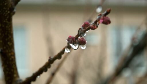 В среду к вечеру в Тюмень придут дожди