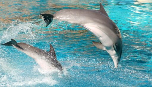 Два дельфина плывут в море