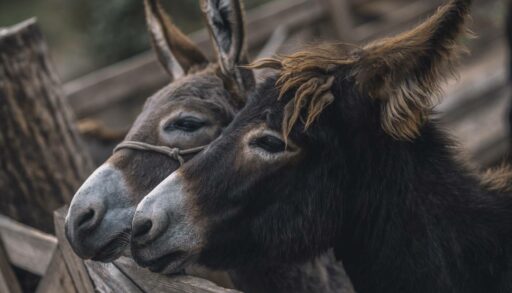 Пара симпатичных осликов в огороженном загоне