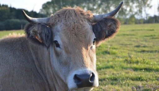 В тюменском посёлке ввели карантин по бешенству