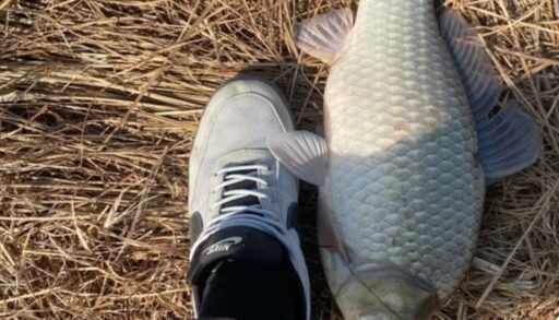 Тюменец поймал карася-"кабанчика"