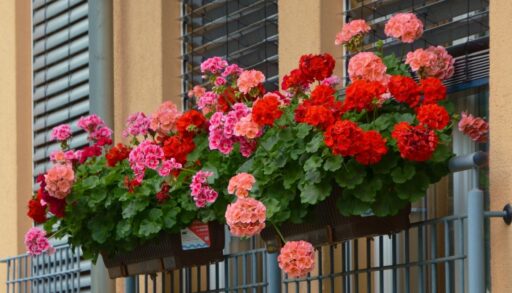 Цветы герань на балконе