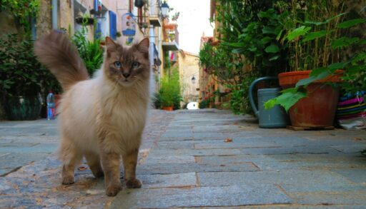 Дача в стиле прованс