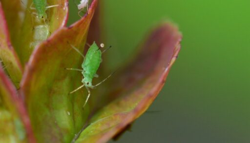 тля на растении в саду