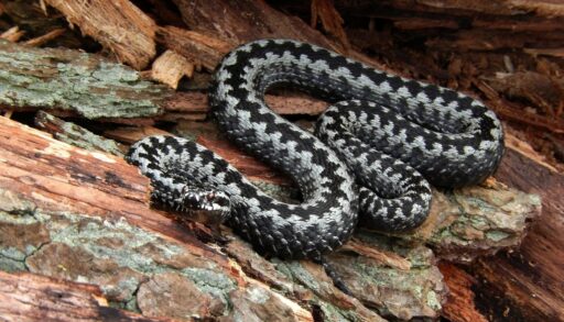 змея гадюка на дереве