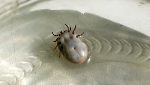 У тюменского бизнеса повысится спрос на обработку от клещей из-за теплой зимы