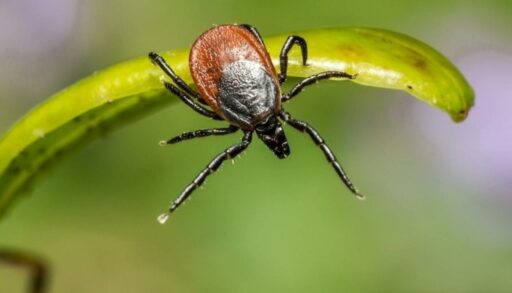 Более 500 тюменцев уже пострадали от клещей