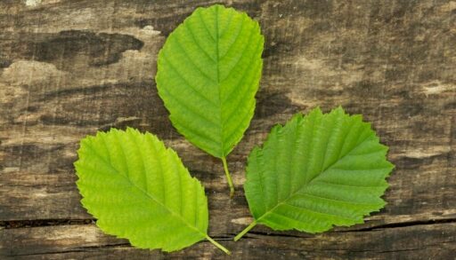 листья на фоне доски