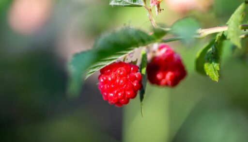 Малина крупным планом