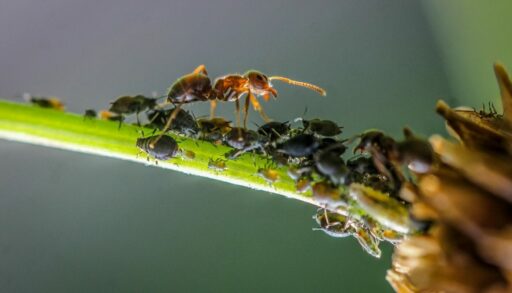 Насекомые муравей и тля на зеленом побеге
