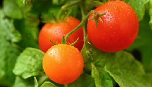 Красивые свежие красные помидоры на веточке