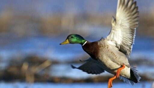 На юге Тюменской области открылась охота на водоплавающую дичь