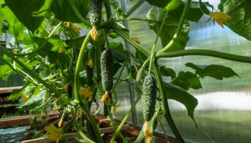 огурцы растут в теплице