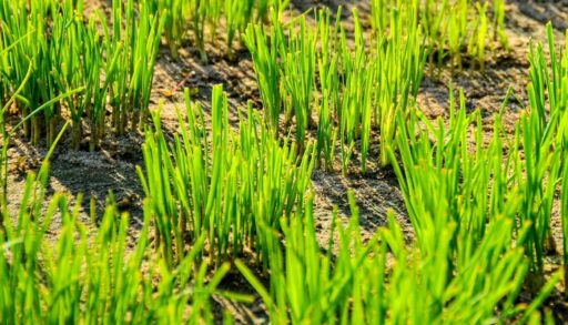 зеленый лук севок растет на грядке