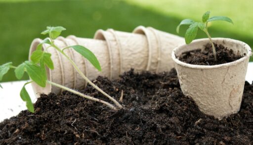 выращивание рассады томатов