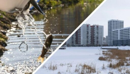 На озере в тюменской Зареке массовый мор рыбы