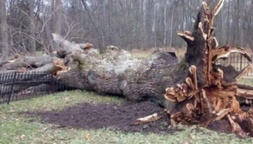 В Тобольске дерево упало на людей