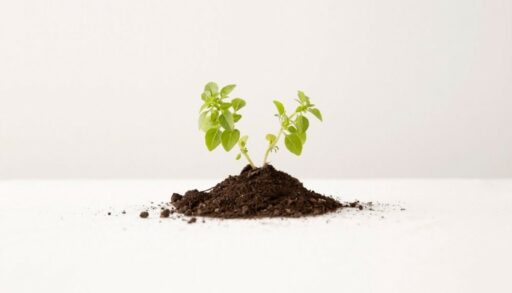 саженцы в земле