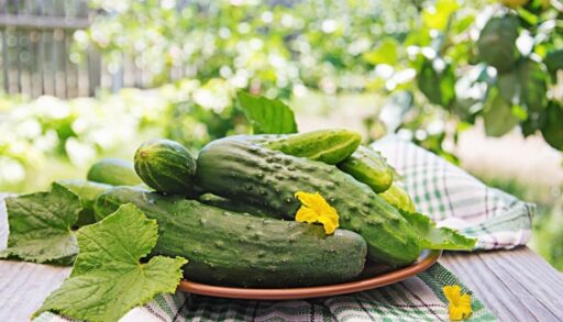 Свежие огурцы на тарелке