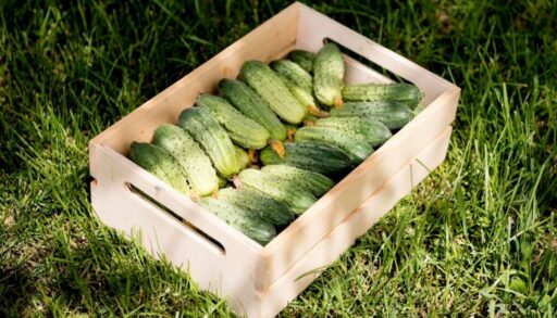 ящик с огурцами