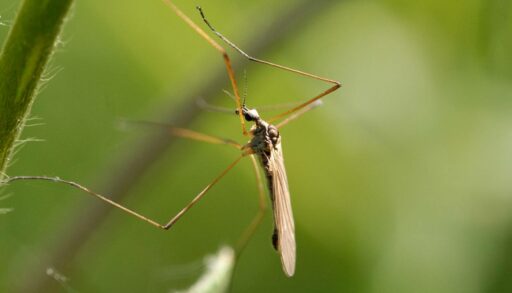 Тюменцы страдают от нашествия комаров