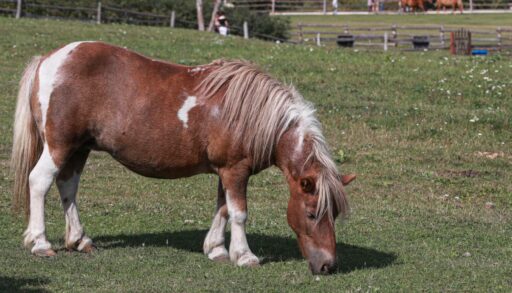 В Тюмени из-за опасной болезни закрыли на карантин конный клуб